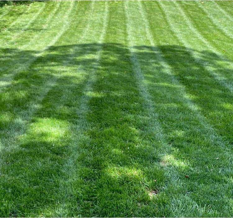 Lawn Care Programs