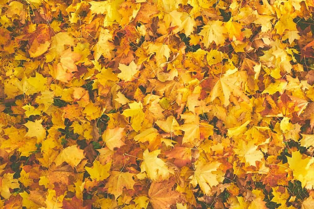 Seasonal Focus: Dormant Doesn't Mean Done