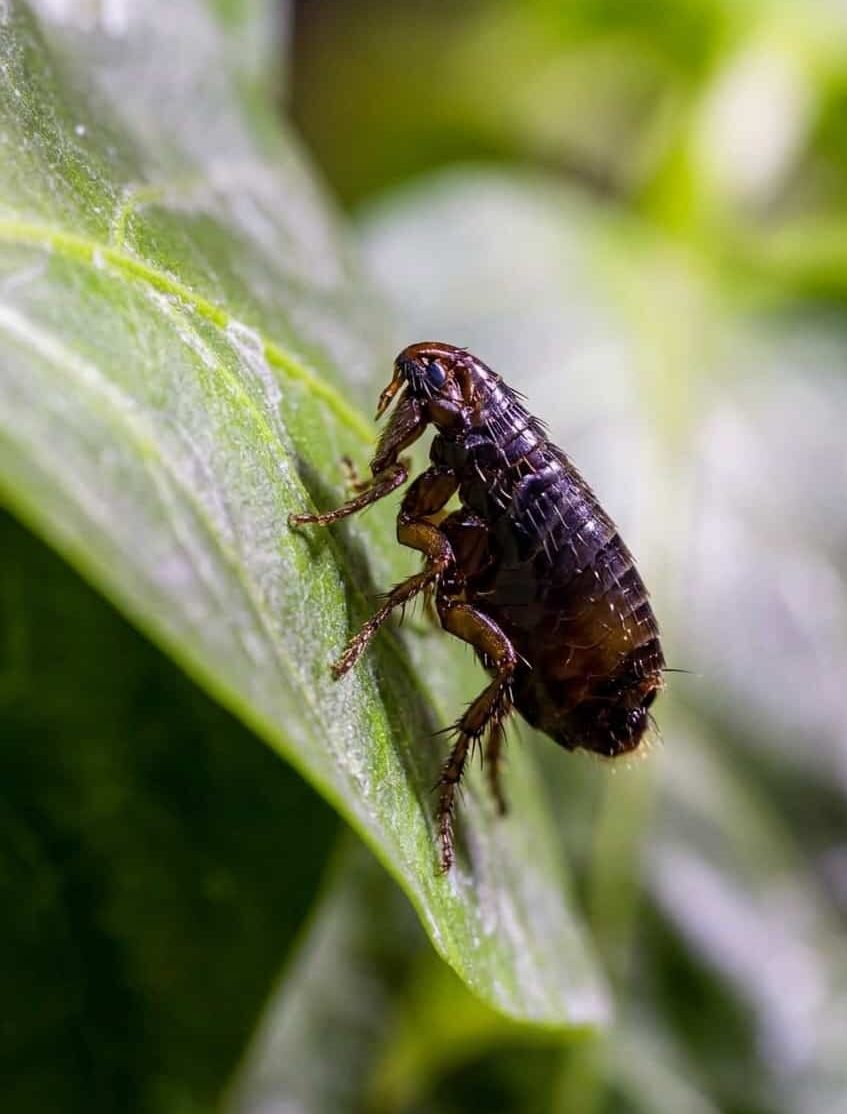 Flea and Tick Control