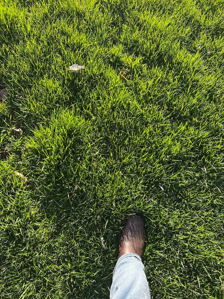 Seeding & Aeration