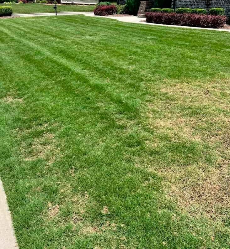 turfScapes-Transforms-Lawns-2 turfScapes-Transforms-Lawns-2